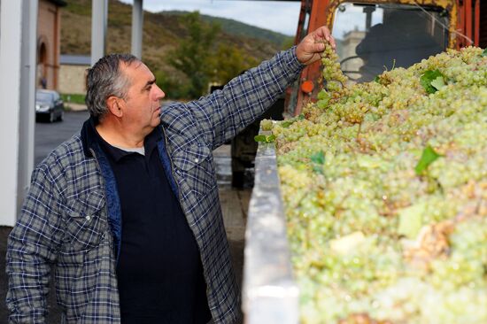 Harvest and processing of grapes at Chateau Manavi, Kakhetia
