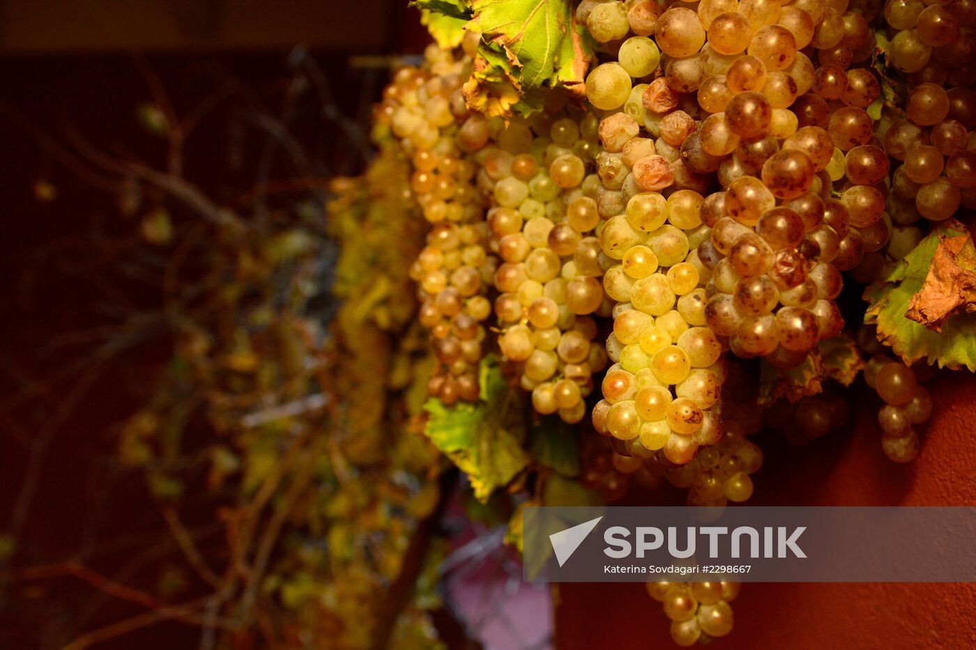 Harvest and processing of grapes at Chateau Manavi, Kakhetia