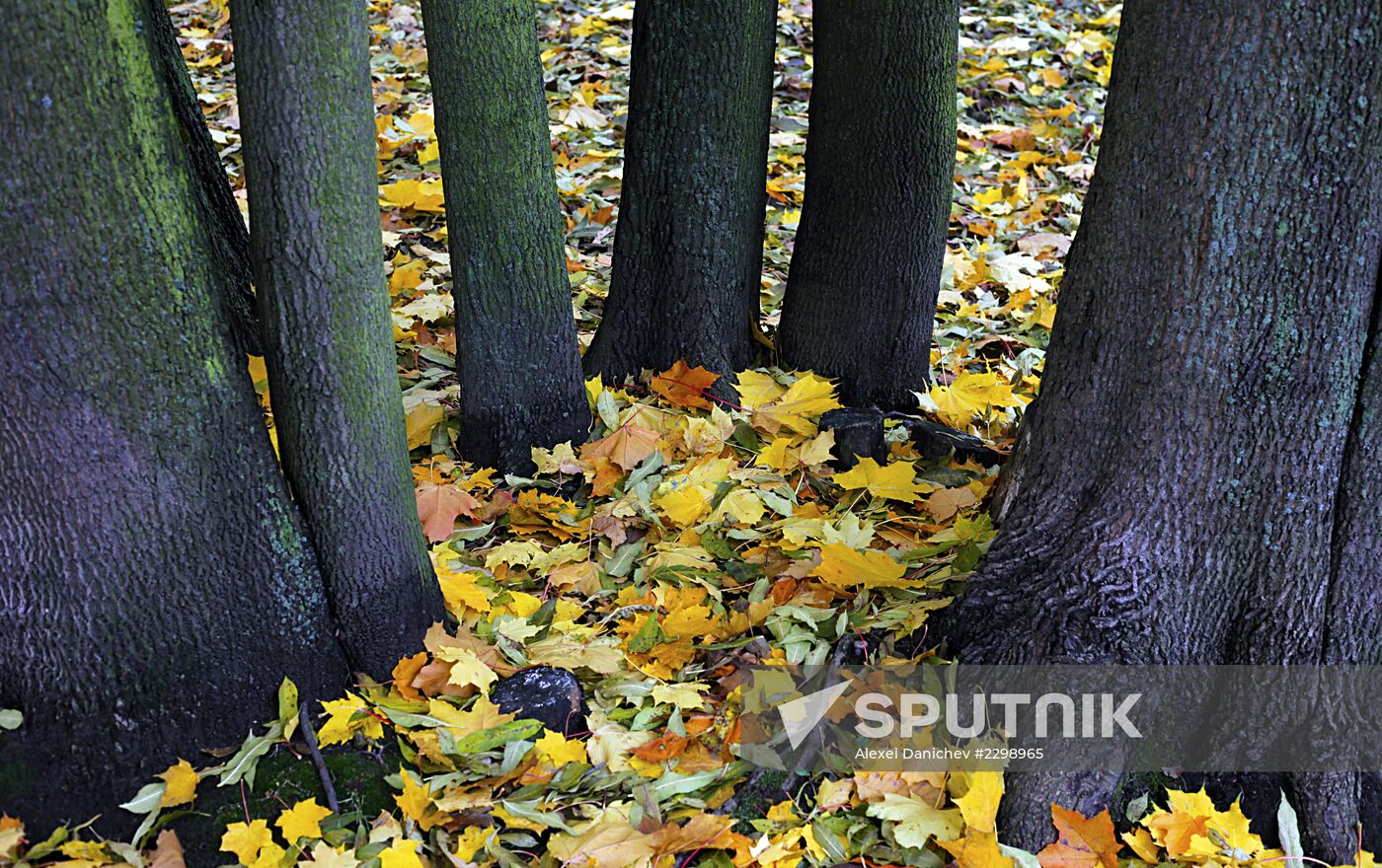 Golden Autumn in St. Petersburg