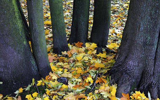 Golden Autumn in St. Petersburg