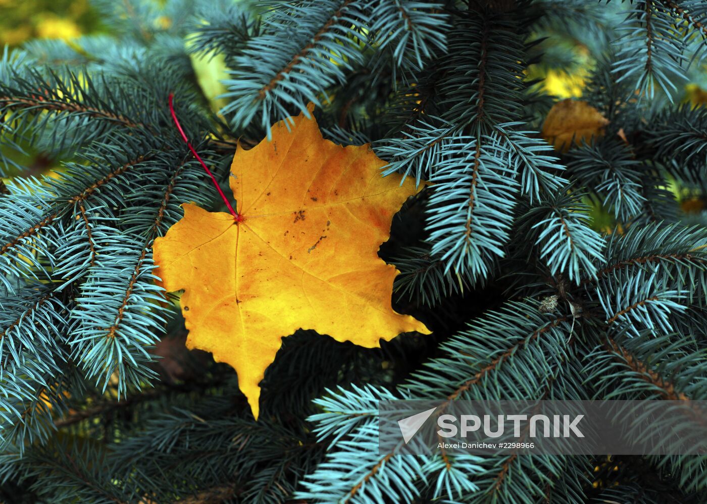 Golden Autumn in St. Petersburg