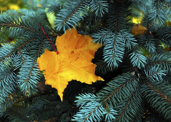 Golden Autumn in St. Petersburg