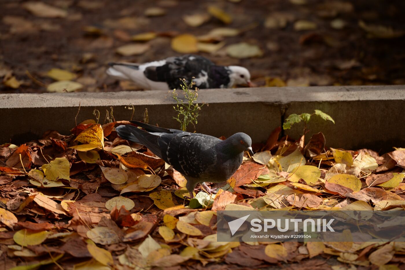 Fall in Novosibirsk