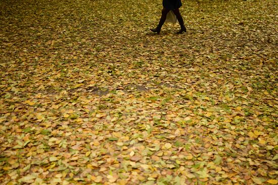 Fall in Novosibirsk