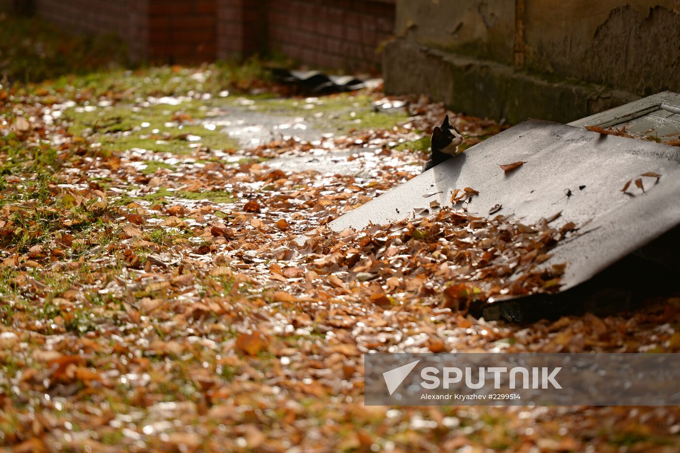 Fall in Novosibirsk