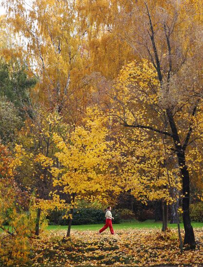 Golden autumn in Moscow
