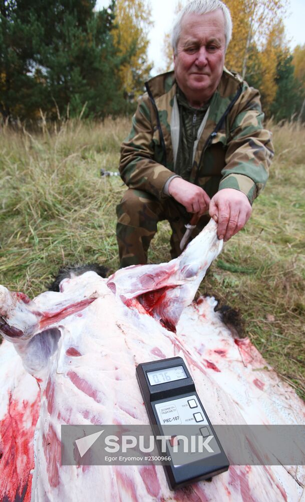 Wild boar hunting in the Mogilyov Region