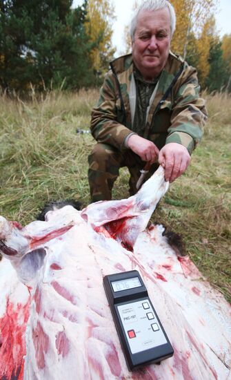 Wild boar hunting in the Mogilyov Region