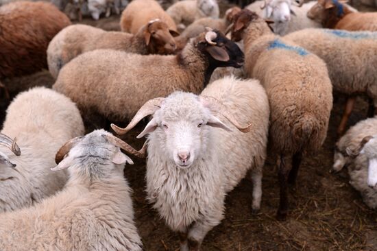 Preparing to celebrate Eid al-Adha in Azerbaijan
