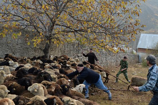 Eid al-Adha celebrations in Chechnya