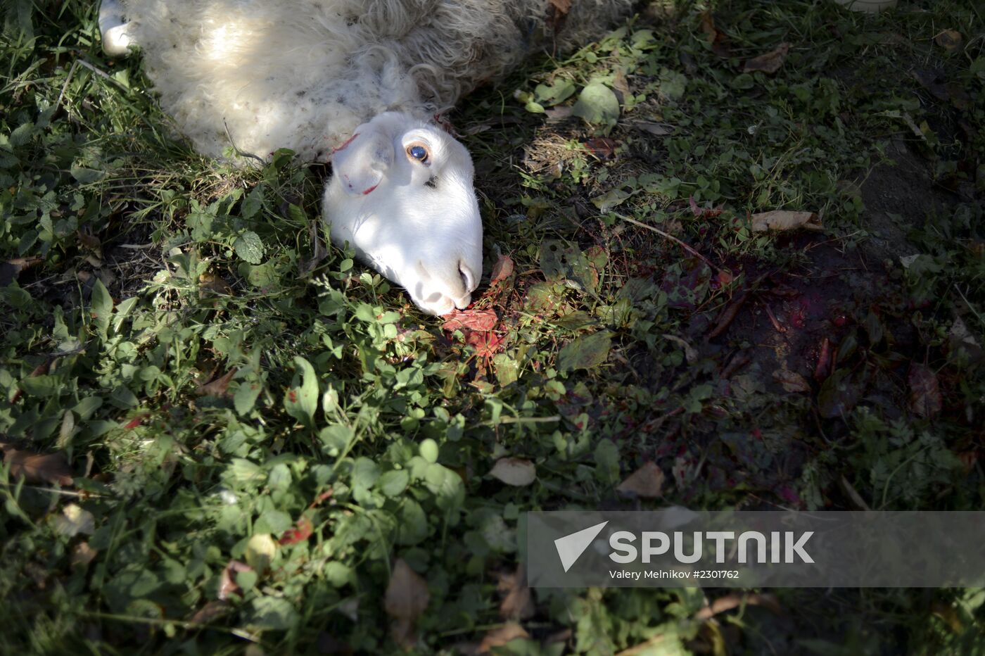 Muslim holiday of Eid al-Adha (Kurban Bayram) celebrated in Chechnya
