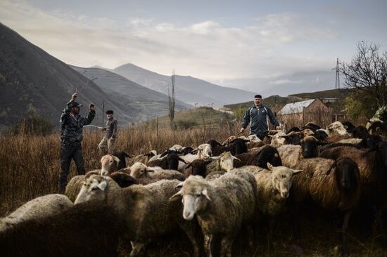 Muslim holiday of Eid al-Adha (Kurban Bayram) celebrated in Chechnya