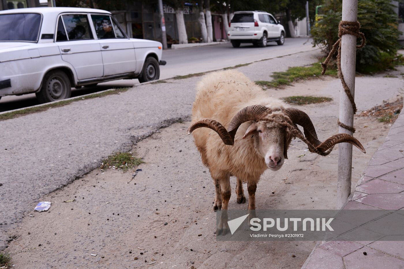 Preparations for Feast of Sacrifice in Azerbaijan