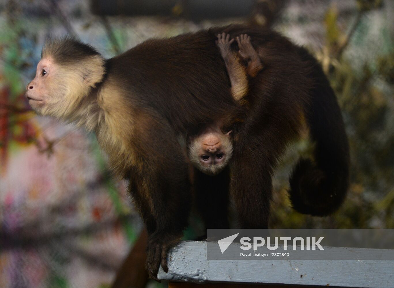 Baby white-headed capuchin born at Yekaterinburg Zoo