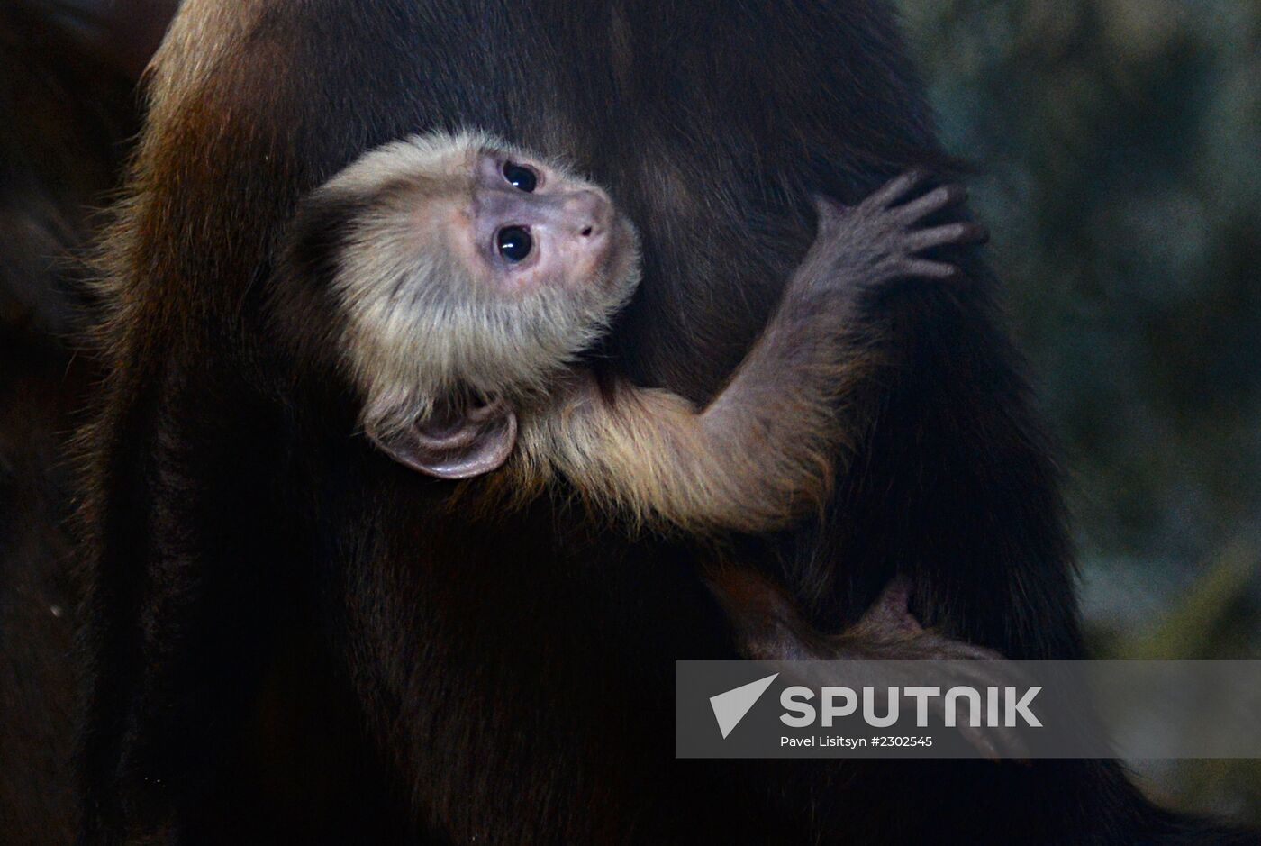 Baby white-headed capuchin born at Yekaterinburg Zoo