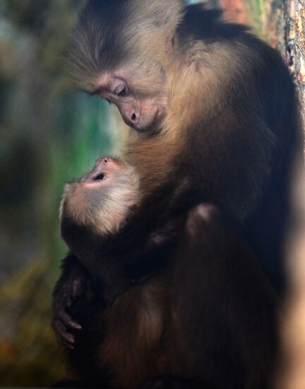 Baby white-headed capuchin born at Yekaterinburg Zoo