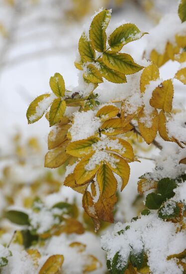 First snowfalls in the Russian provinces