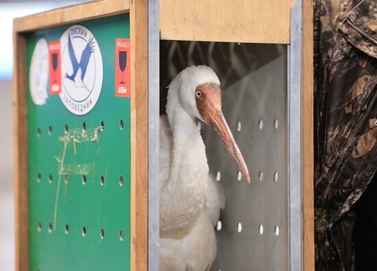 Putin's white crane found near Tyumen is brought to Moscow