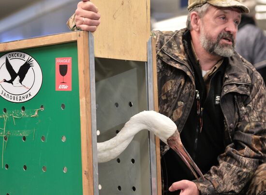 Putin's white crane found near Tyumen is brought to Moscow