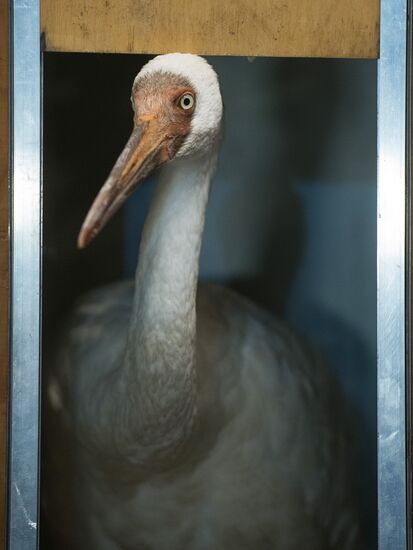 Putin's white crane found near Tyumen is brought to Moscow