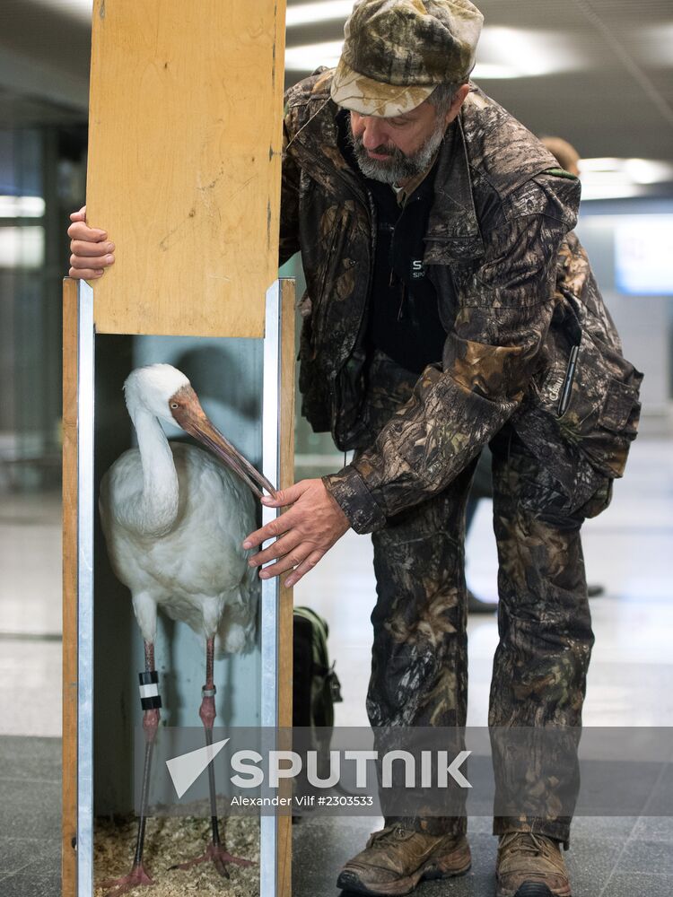 Putin's white crane found near Tyumen is brought to Moscow