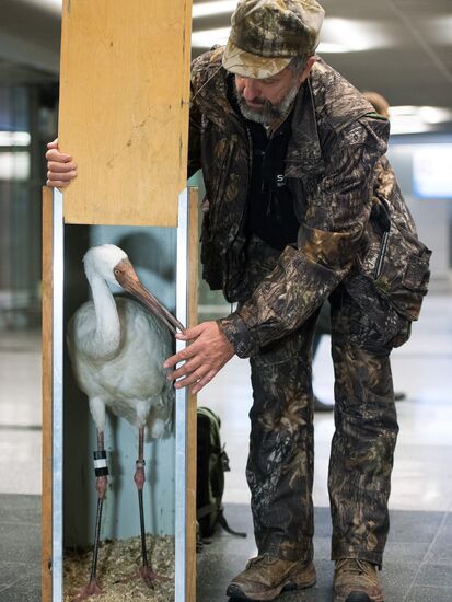Putin's white crane found near Tyumen is brought to Moscow