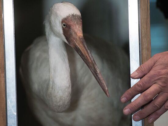 Putin's white crane found near Tyumen is brought to Moscow