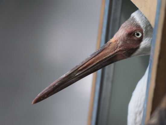 Putin's white crane found near Tyumen is brought to Moscow