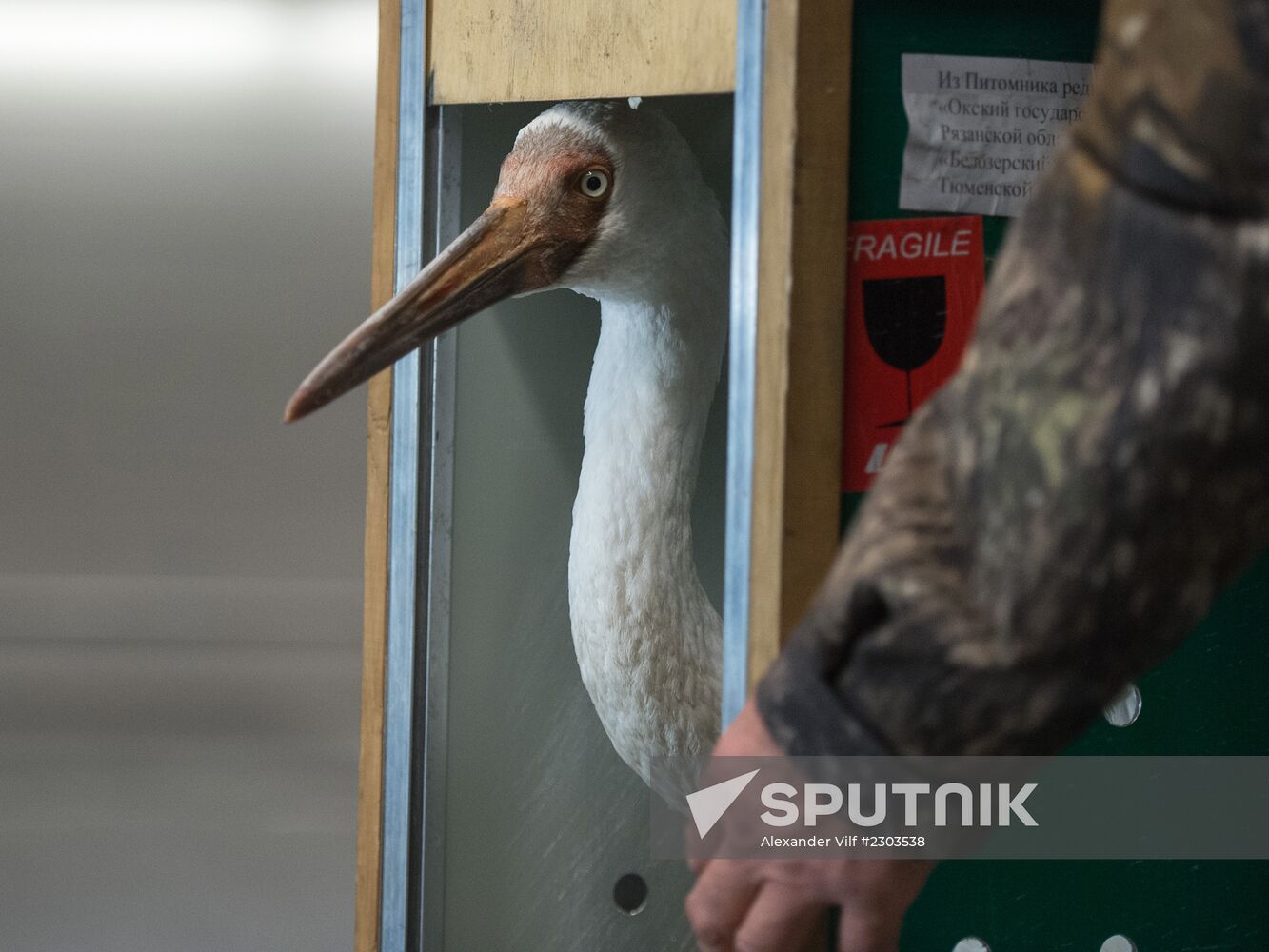 Putin's white crane found near Tyumen is brought to Moscow