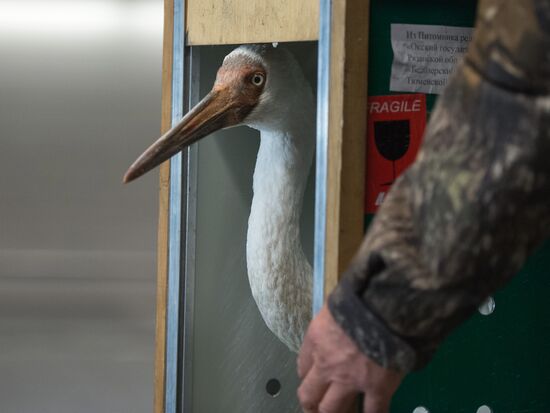 Putin's white crane found near Tyumen is brought to Moscow