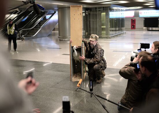 Putin's white crane found near Tyumen is brought to Moscow