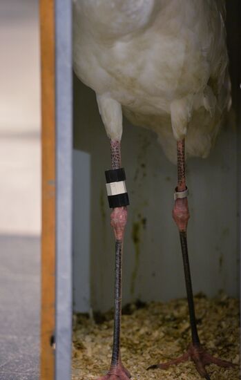 Putin's white crane found near Tyumen is brought to Moscow