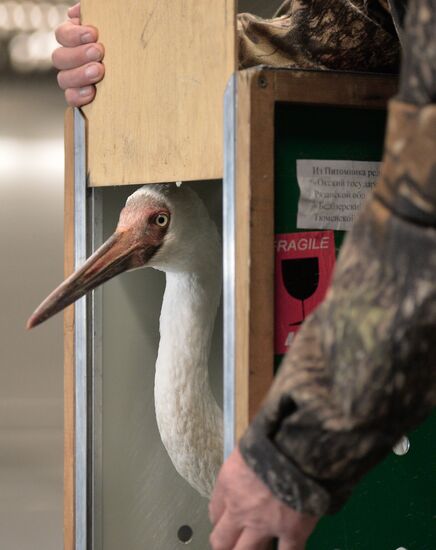 Putin's white crane found near Tyumen is brought to Moscow
