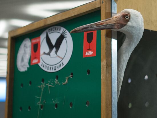 Putin's white crane found near Tyumen is brought to Moscow