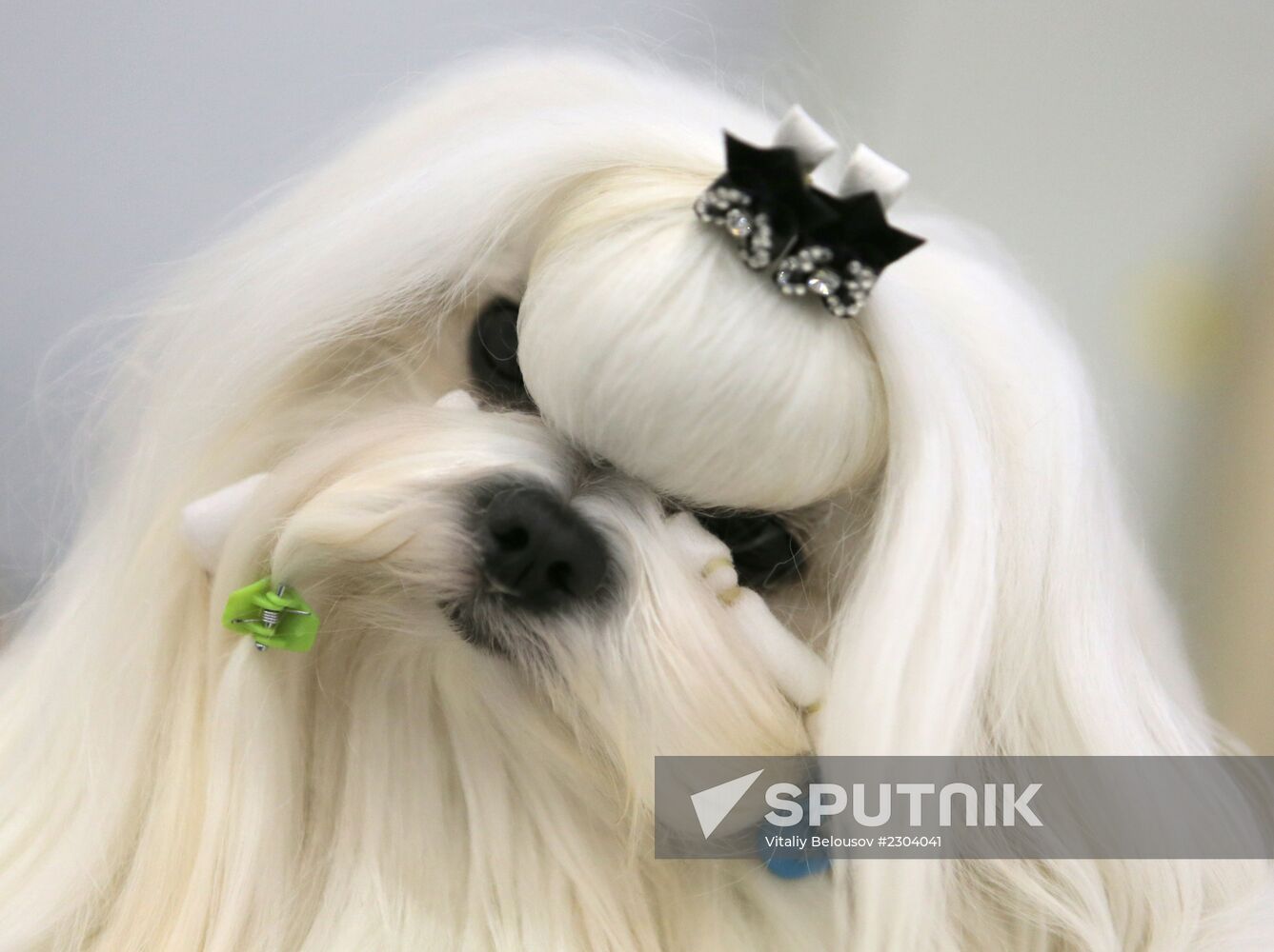 Russia 2013 dog show