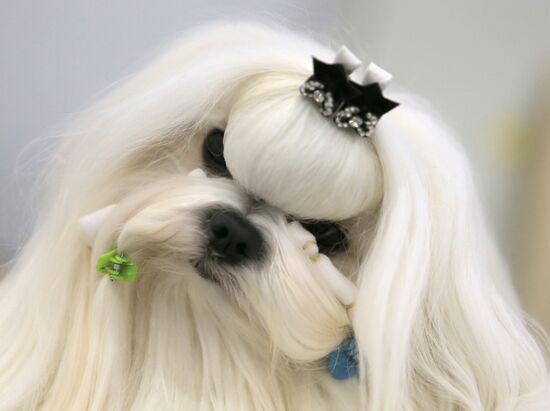 Russia 2013 dog show