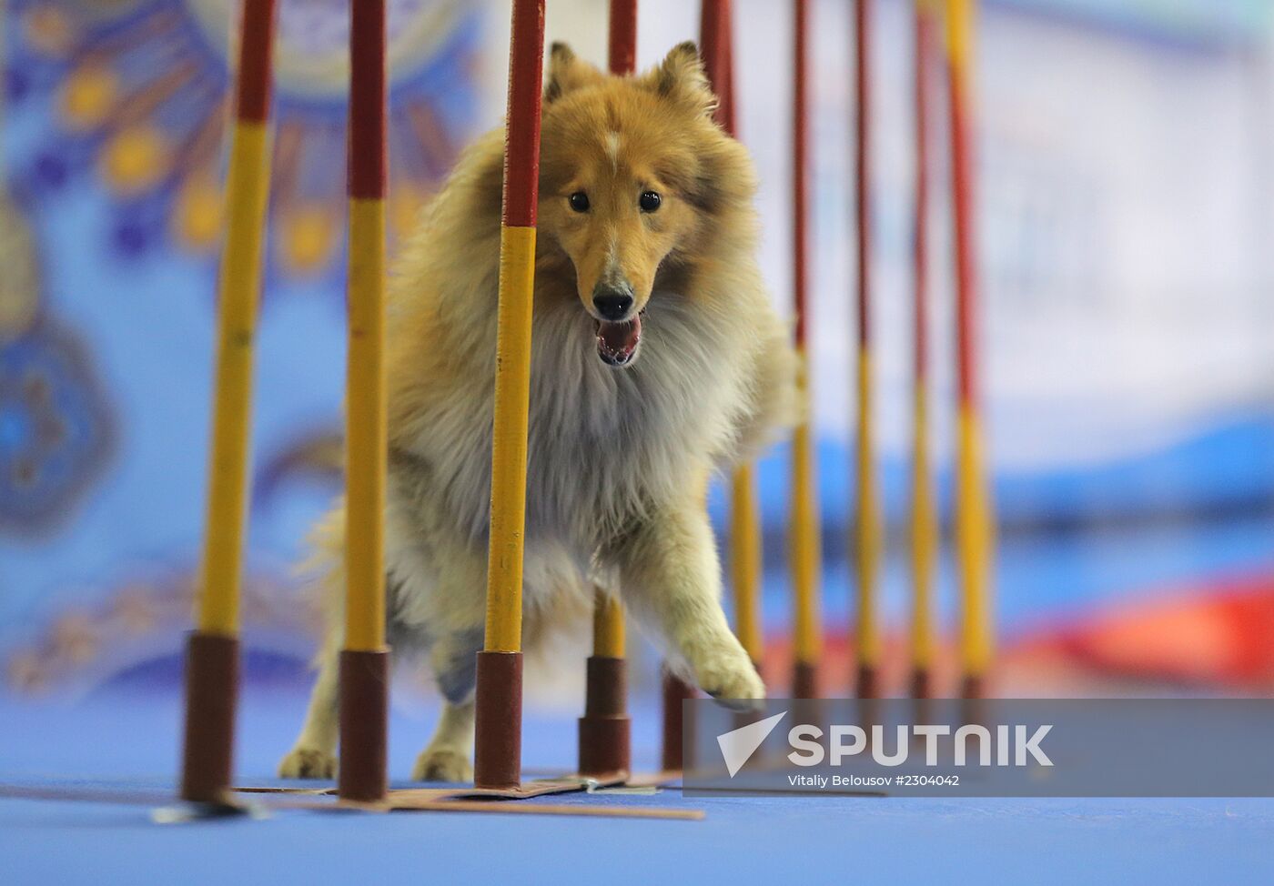 Russia 2013 dog show