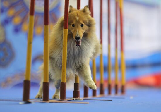 Russia 2013 dog show
