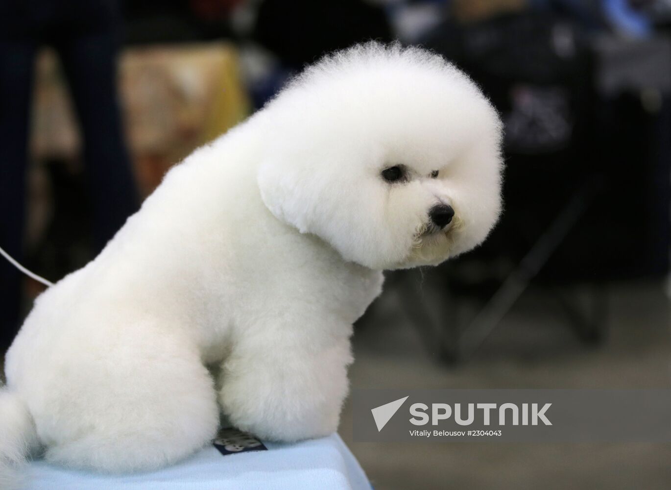 Russia 2013 dog show