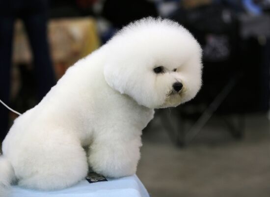 Russia 2013 dog show