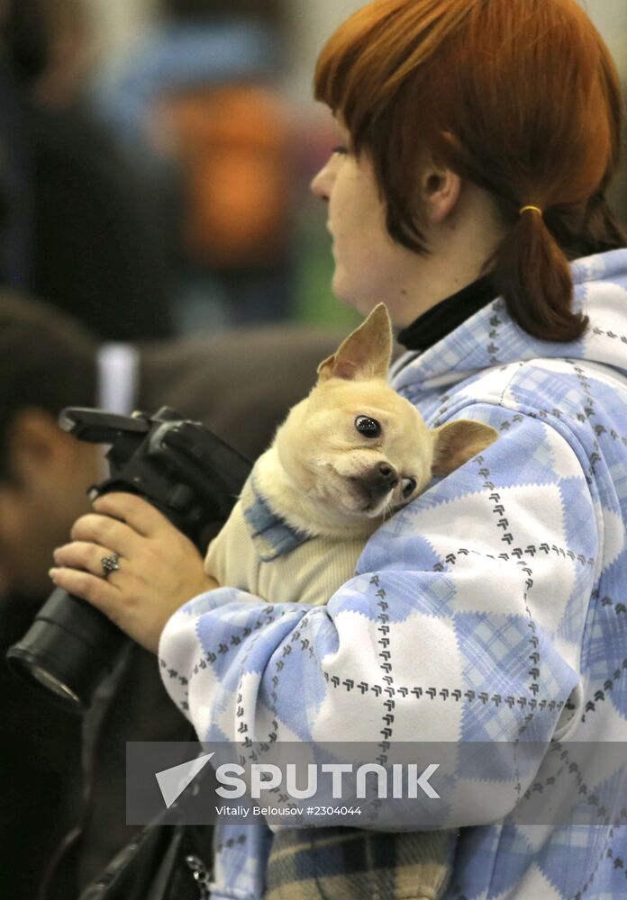 Russia 2013 dog show