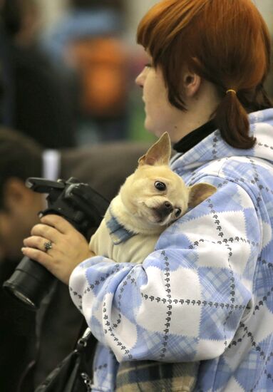 Russia 2013 dog show