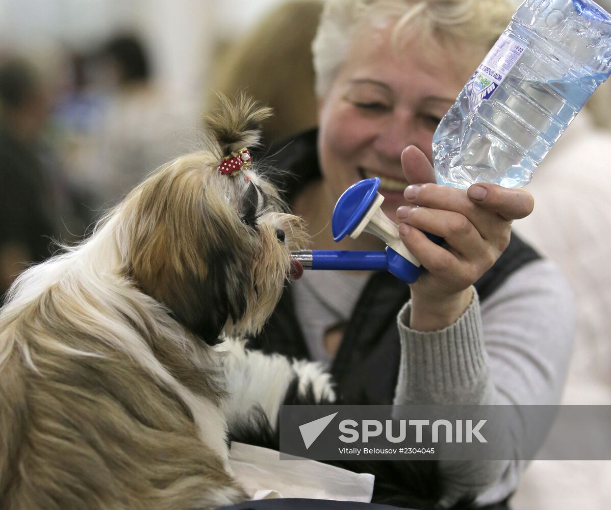 Russia 2013 dog show