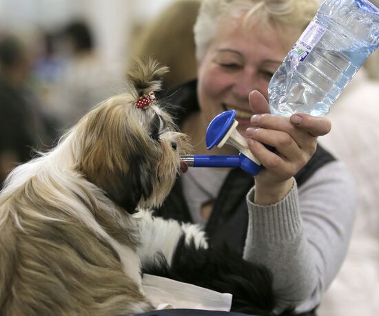 Russia 2013 dog show