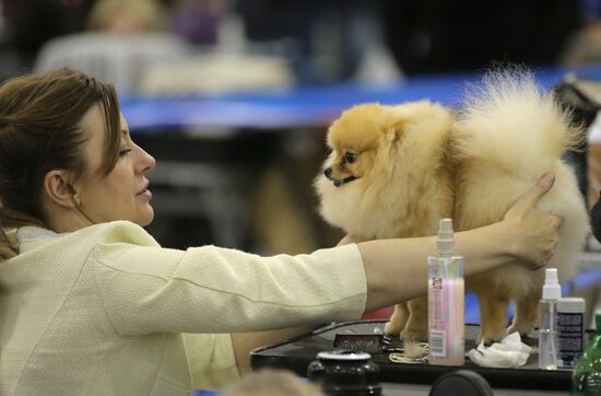 Russia 2013 dog show