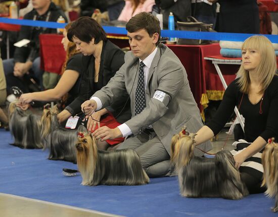 Russia 2013 dog show