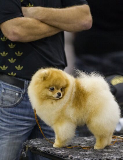 Russia 2013 dog show