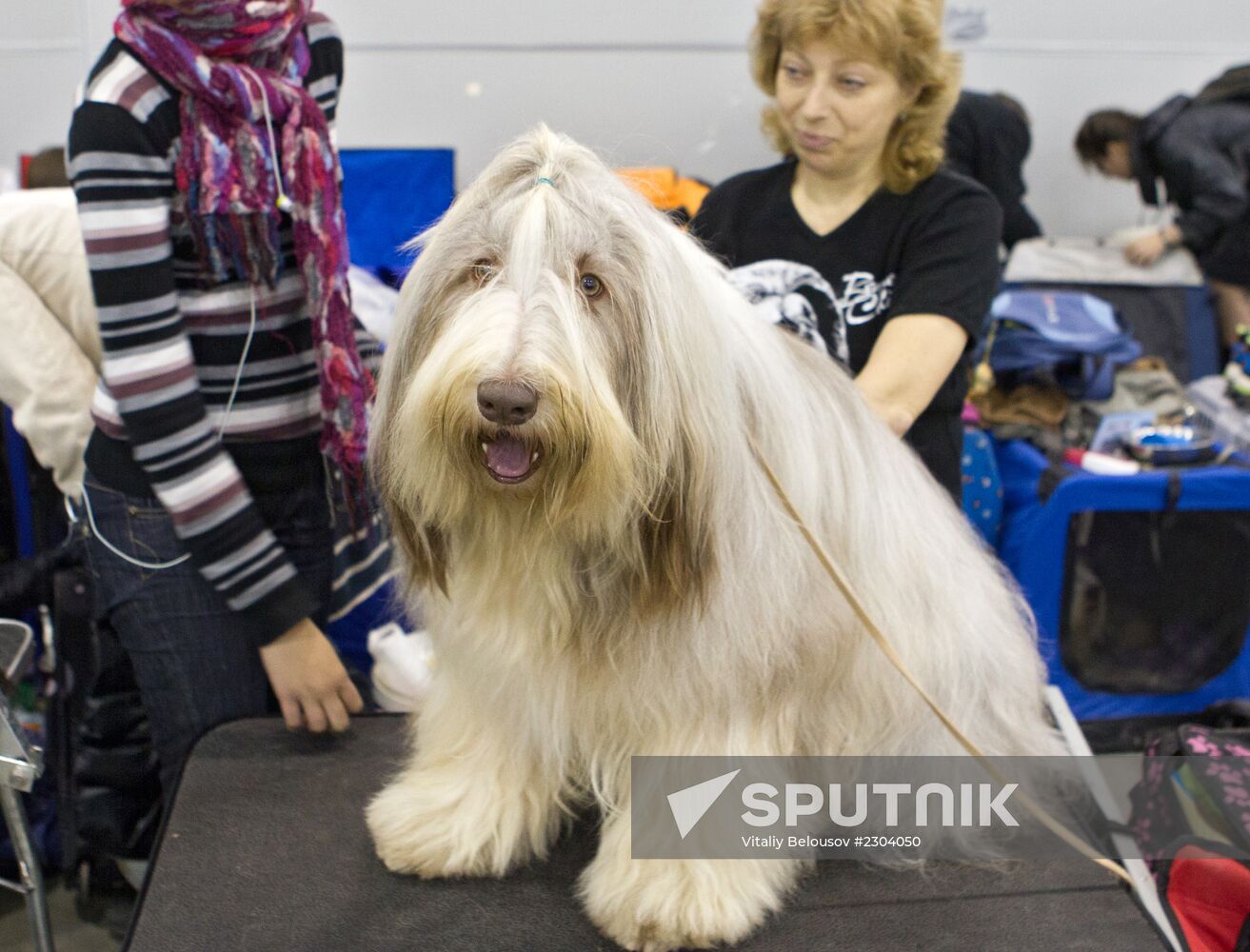 Russia 2013 dog show