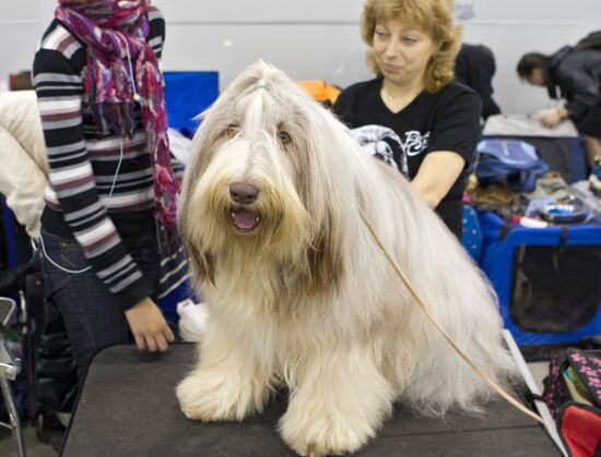 Russia 2013 dog show