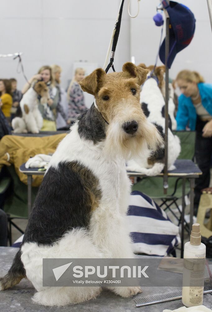 Russia 2013 dog show